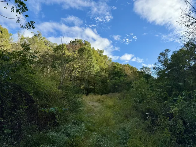 a view of a bunch of trees