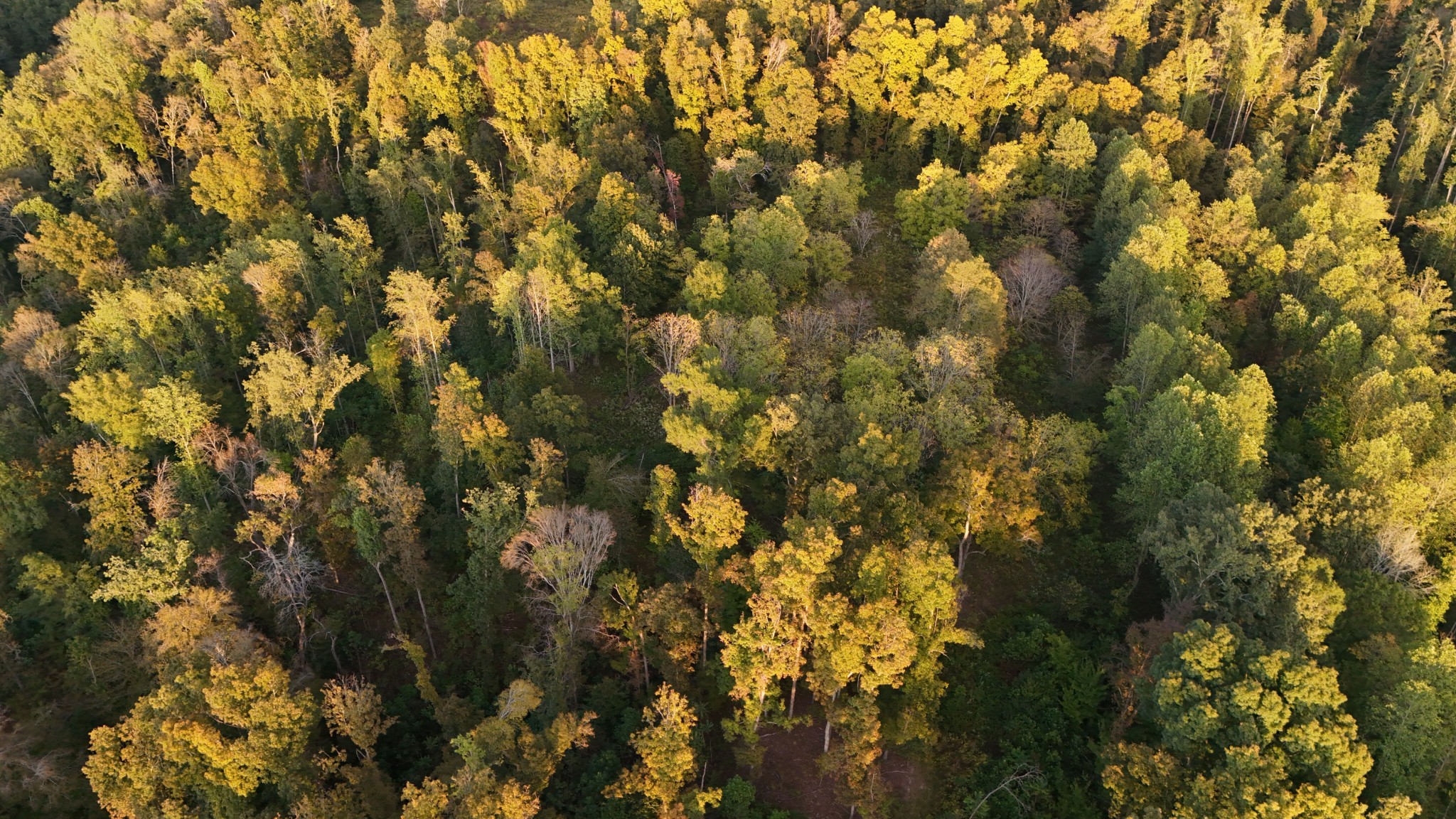 806 Brandon Hollow Road Lynchburg, TN 37352 - Photo 31 of 38 a view of a tree