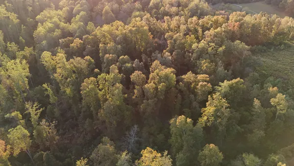a view of a forest with a tree