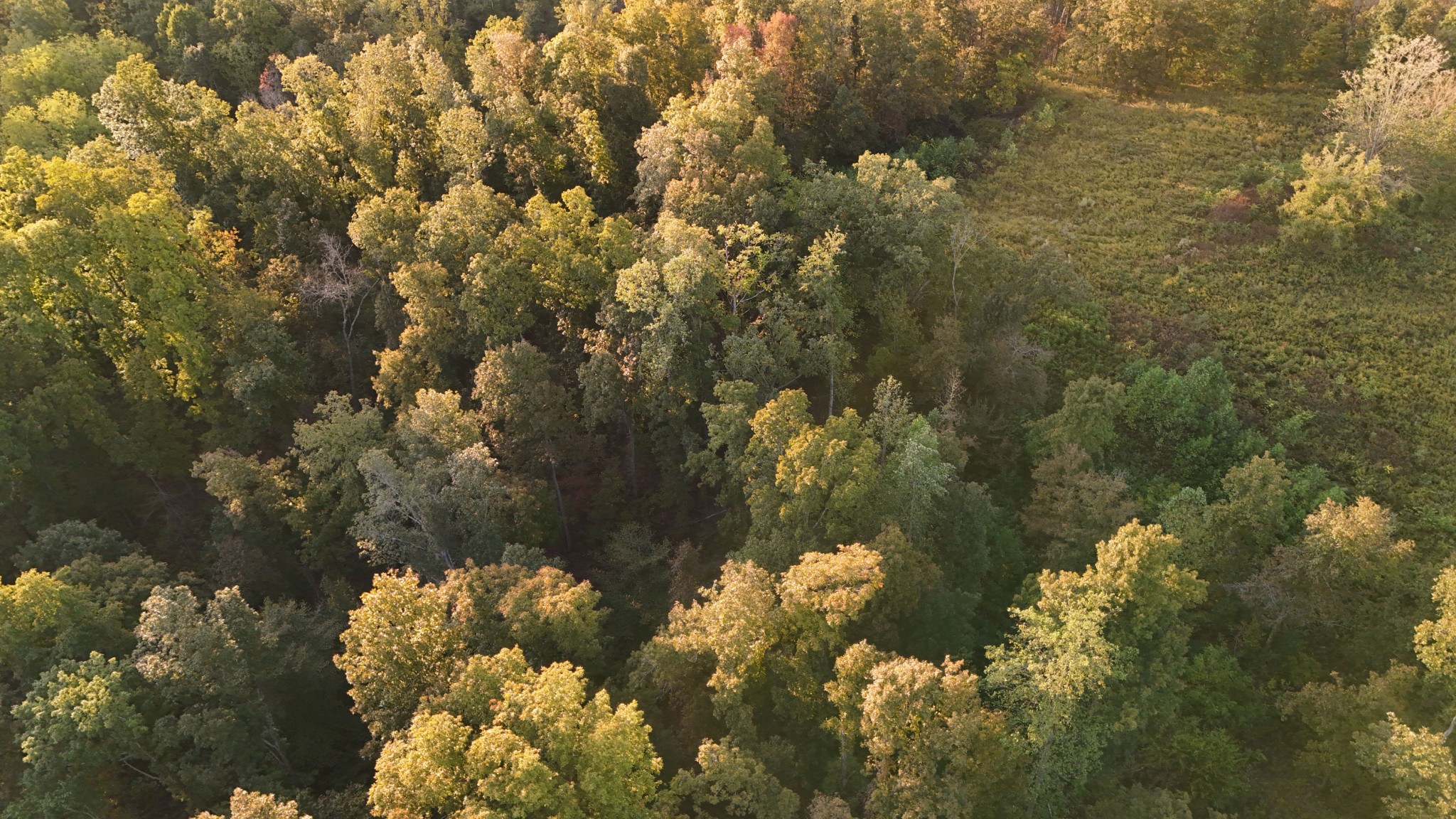 806 Brandon Hollow Road Lynchburg, TN 37352 - Photo 33 of 38