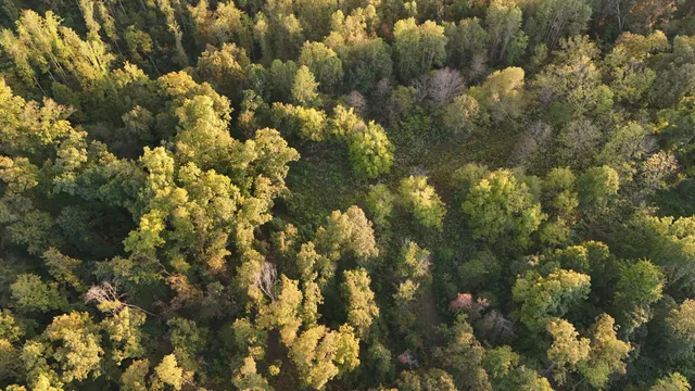 a view of a yard with a tree