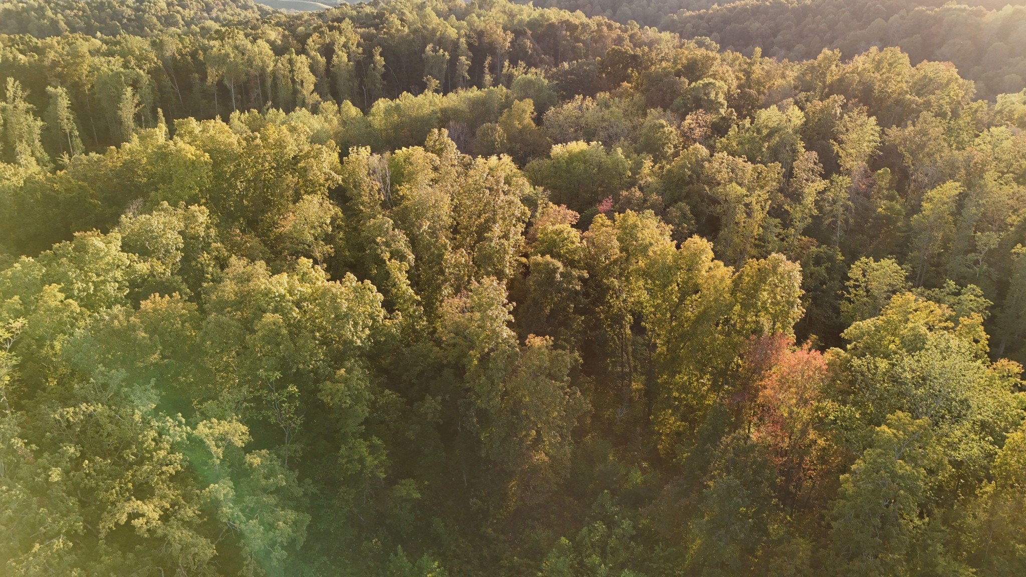 806 Brandon Hollow Road Lynchburg, TN 37352 - Photo 35 of 38 a view of a yard