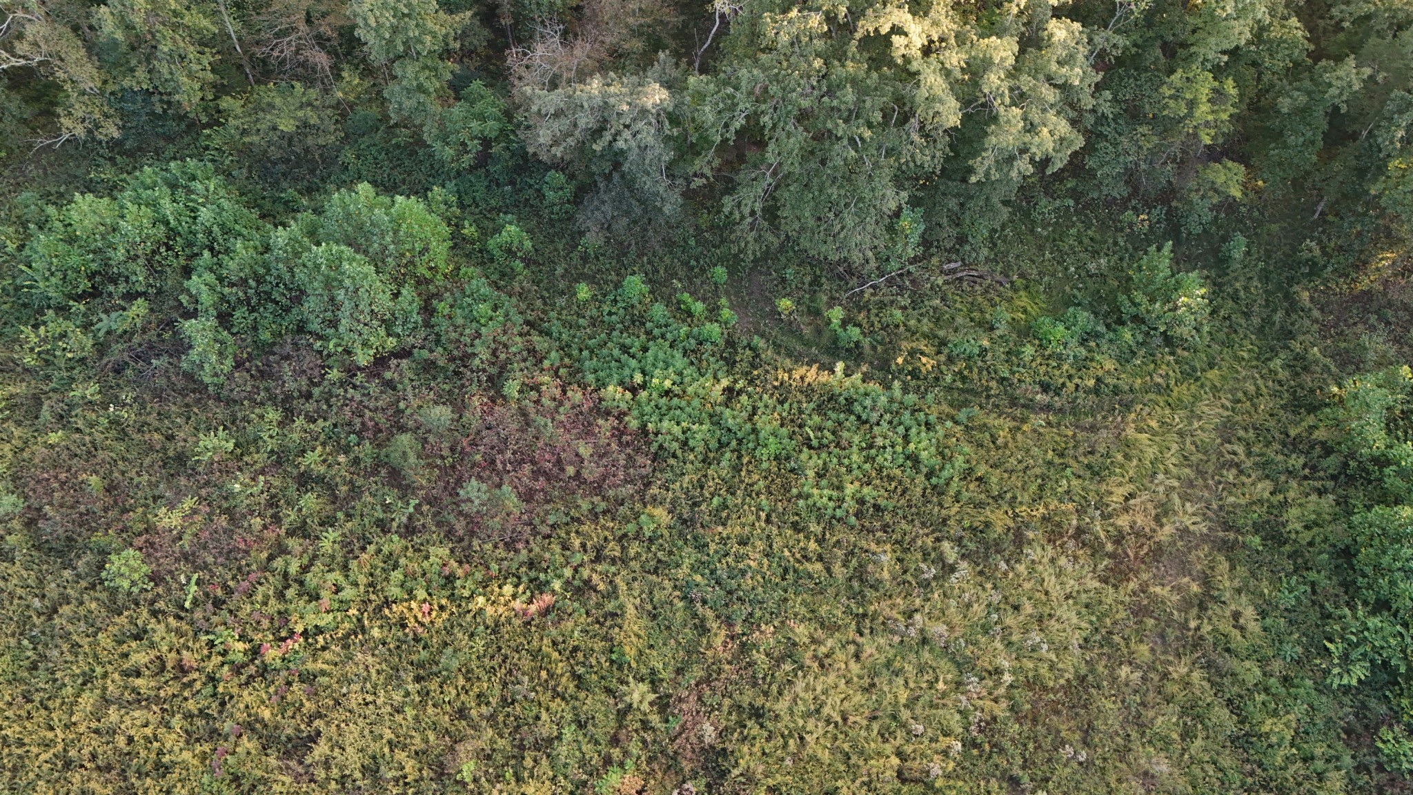 806 Brandon Hollow Road Lynchburg, TN 37352 - Photo 36 of 38 a view of a forest with a tree