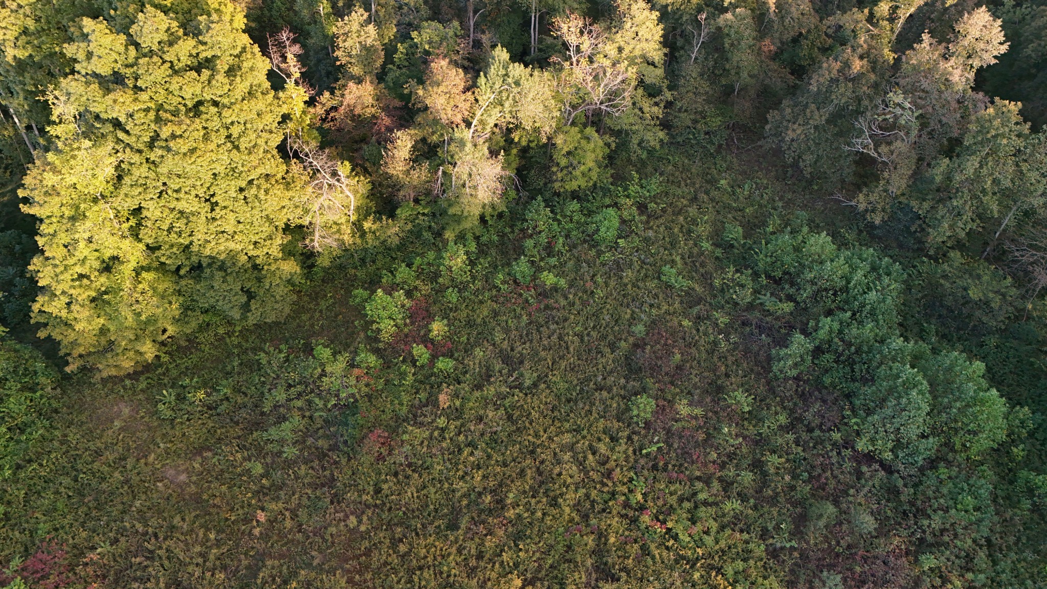 806 Brandon Hollow Road Lynchburg, TN 37352 - Photo 37 of 38 a view of a yard