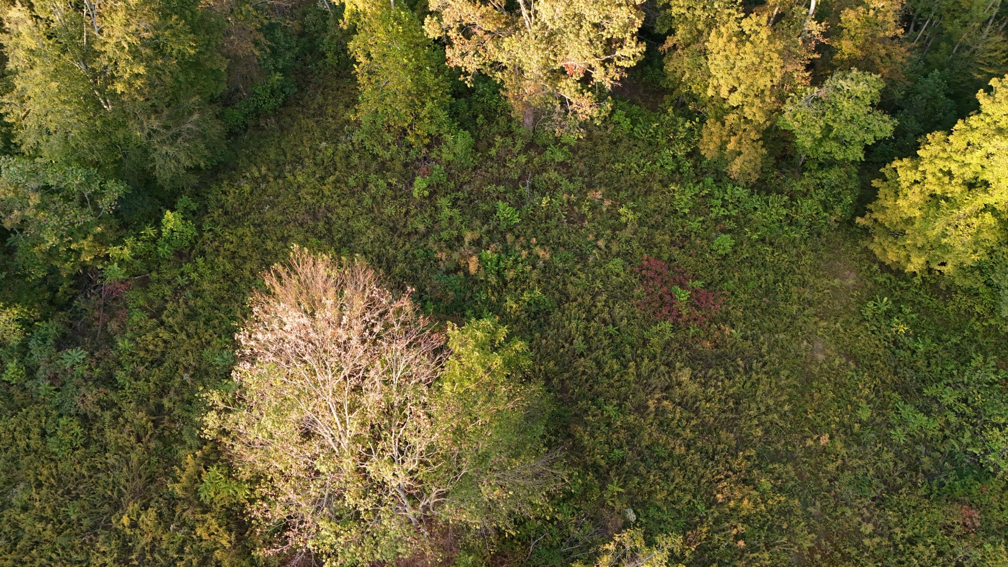 806 Brandon Hollow Road Lynchburg, TN 37352 - Photo 38 of 38 a view of a yard with a tree