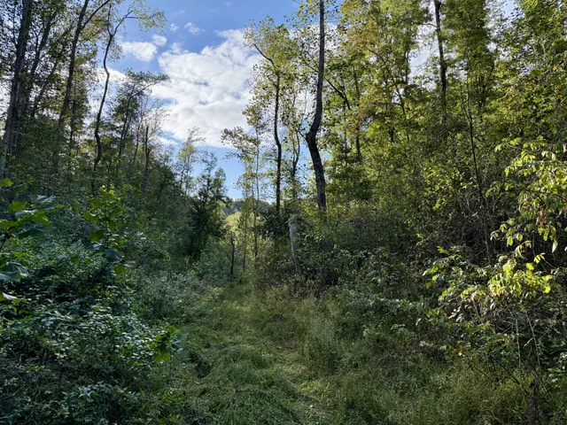 a view of a forest with a tree
