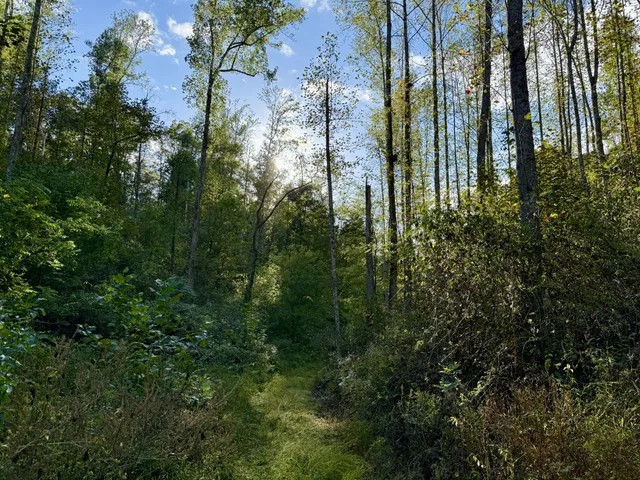 a view of a garden with plants