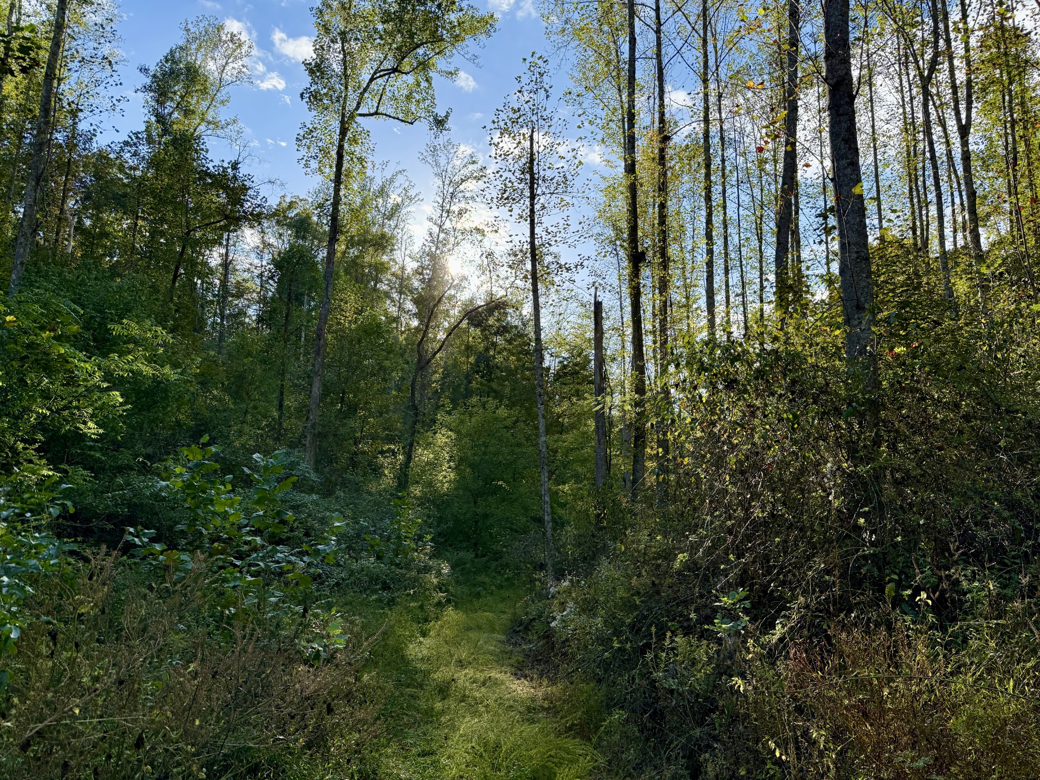 806 Brandon Hollow Road Lynchburg, TN 37352 - Photo 5 of 38 a view of a garden with plants