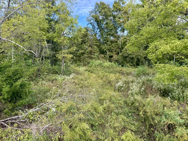 a view of a lush green forest with large trees
