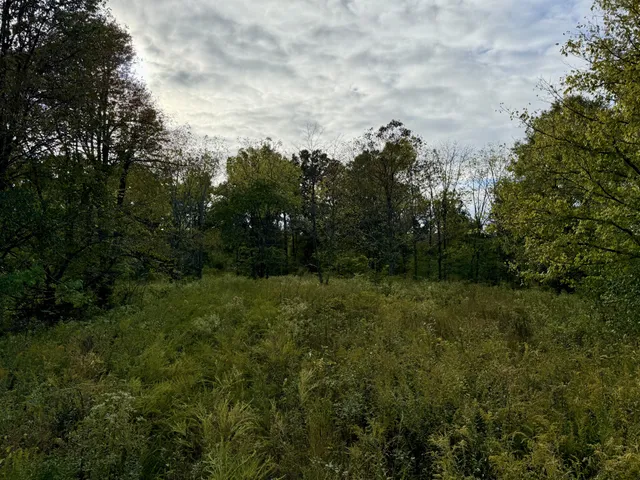 a view of a field of grass and trees