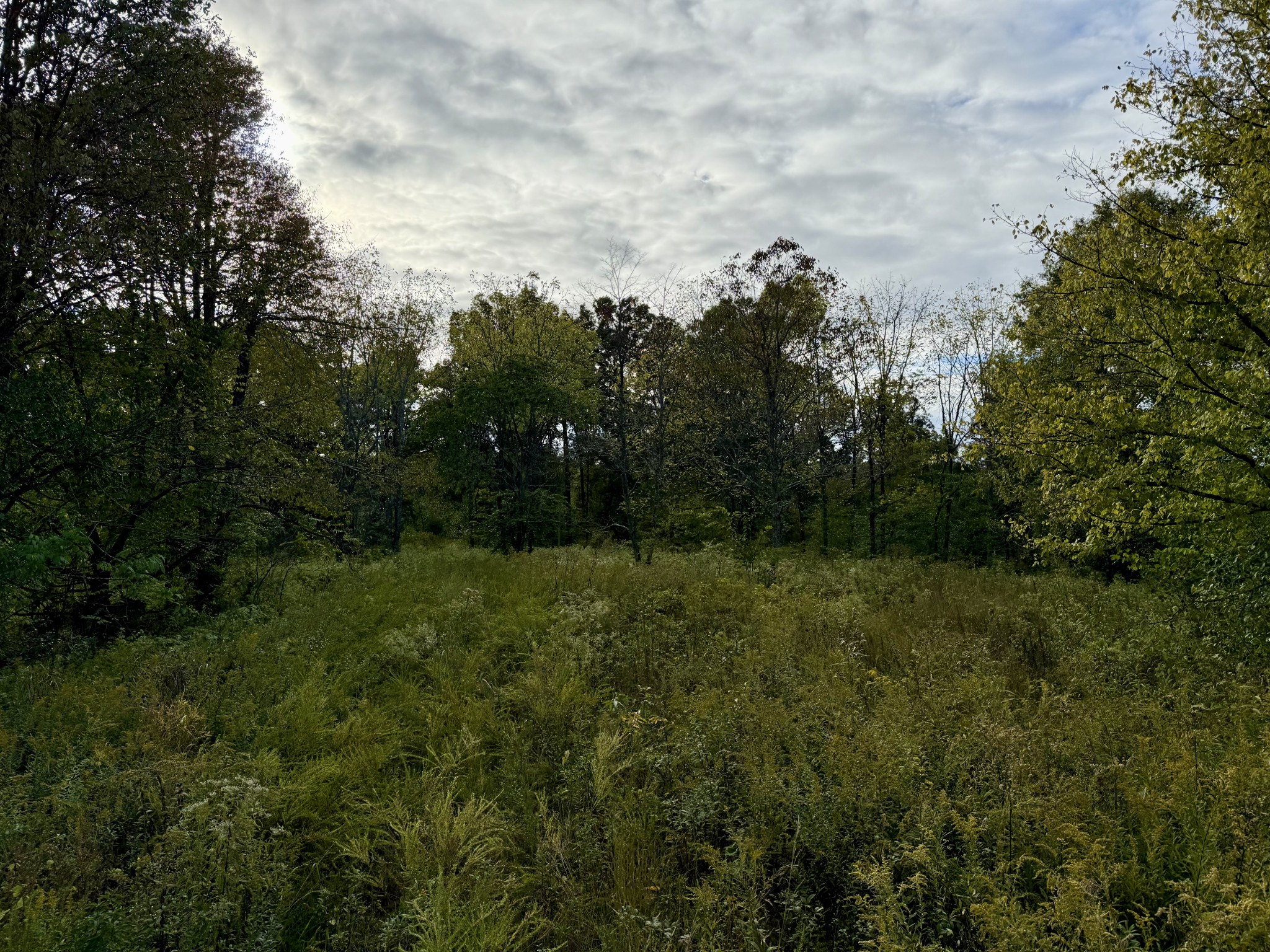 806 Brandon Hollow Road Lynchburg, TN 37352 - Photo 7 of 38 a view of a field of grass and trees