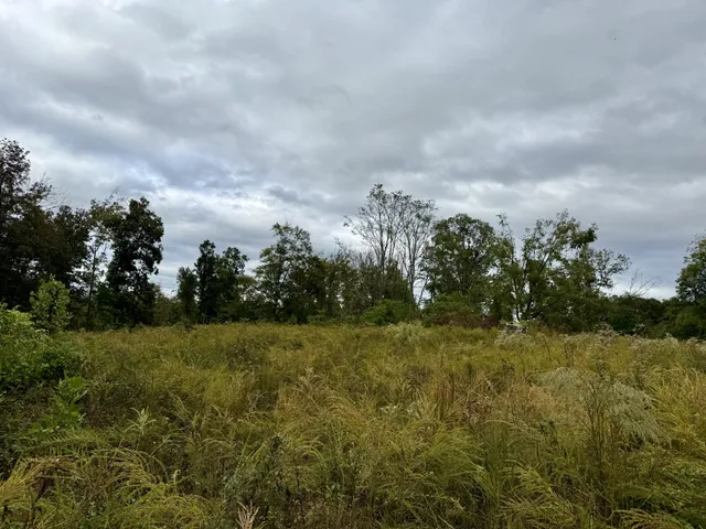 a view of a big yard with large trees