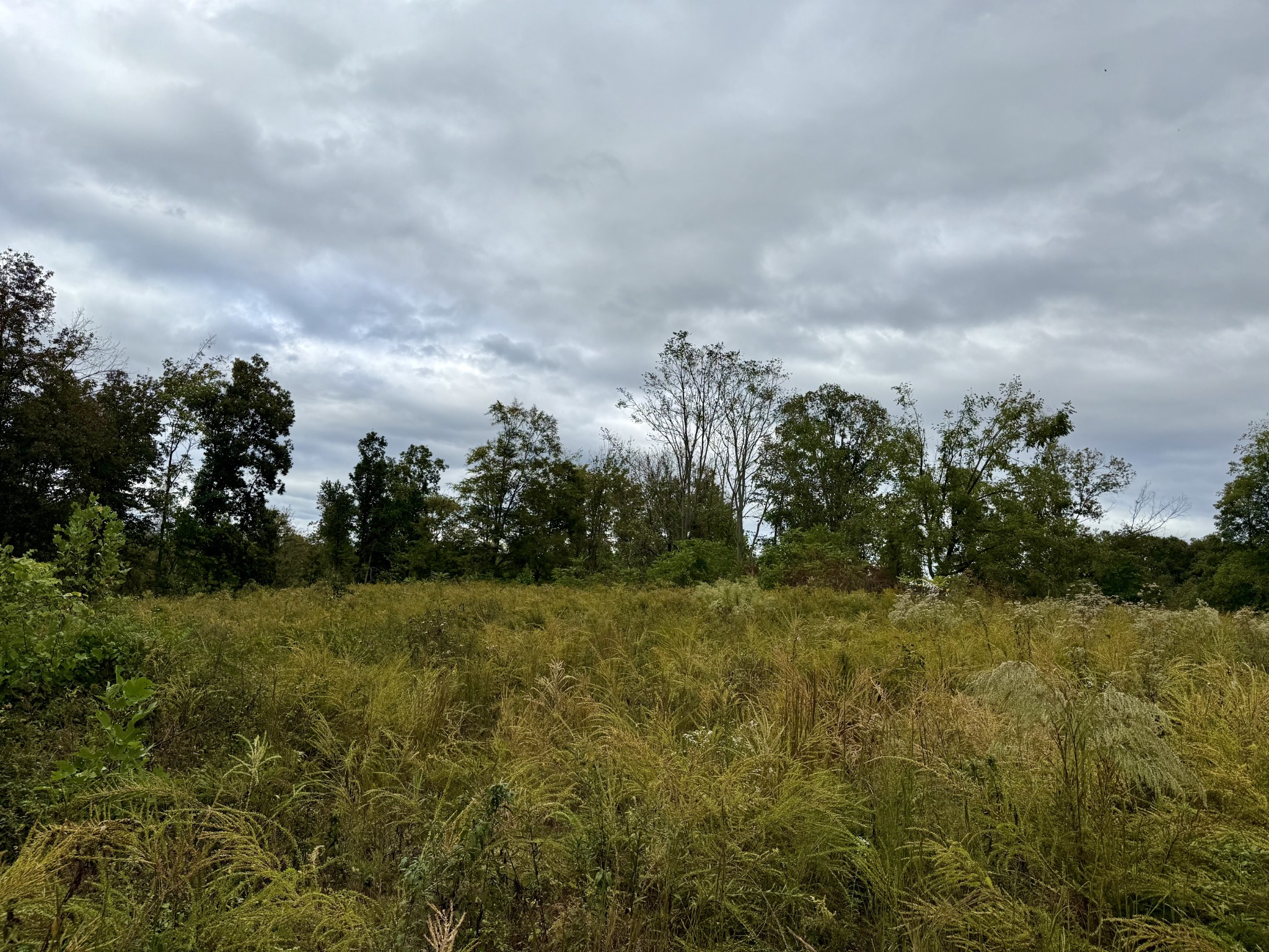 806 Brandon Hollow Road Lynchburg, TN 37352 - Photo 8 of 38 a view of a big yard with large trees