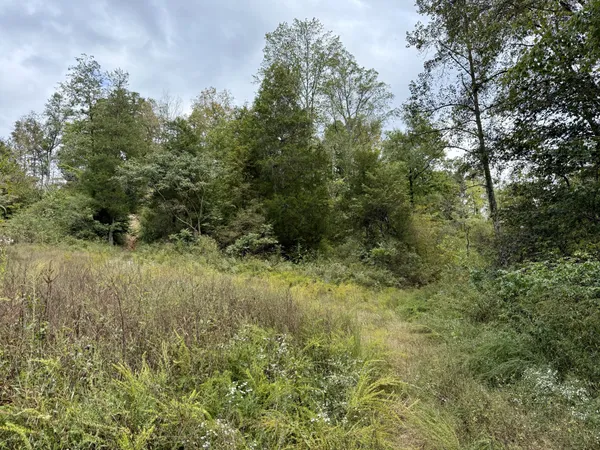 a view of a lush green forest with large trees