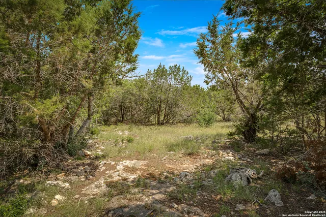 a view of a forest with a tree