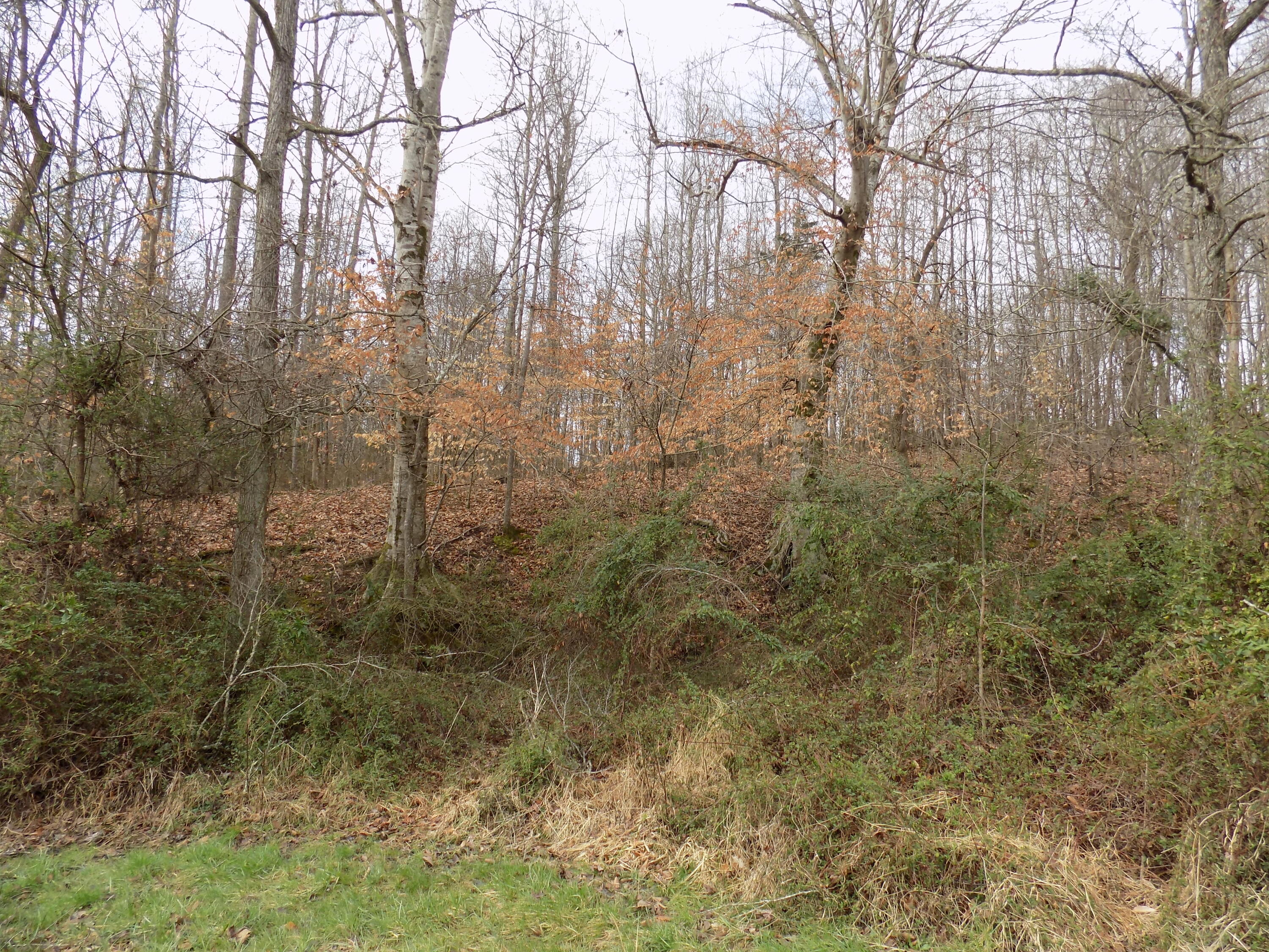 Tbd Beech Grove Road, Unit 5A Bulls Gap, TN 37711 - Photo 16 of 22 DSCN0704