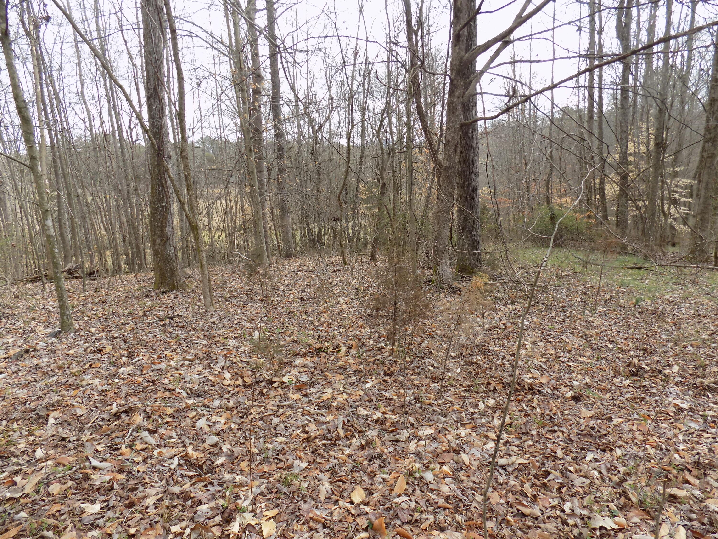 Tbd Beech Grove Road, Unit 5A Bulls Gap, TN 37711 - Photo 17 of 22 DSCN0705
