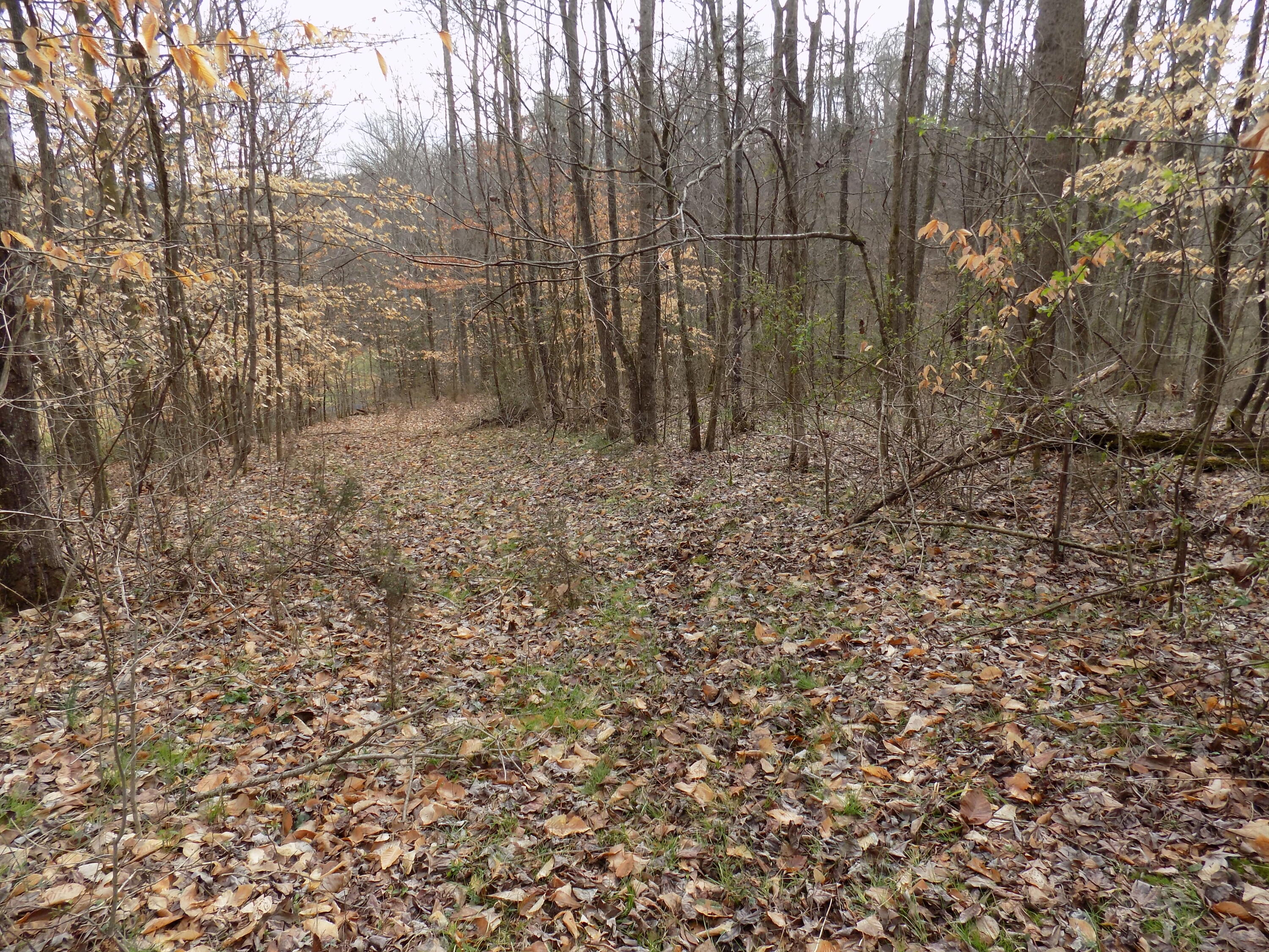 Tbd Beech Grove Road, Unit 5A Bulls Gap, TN 37711 - Photo 18 of 22 DSCN0706