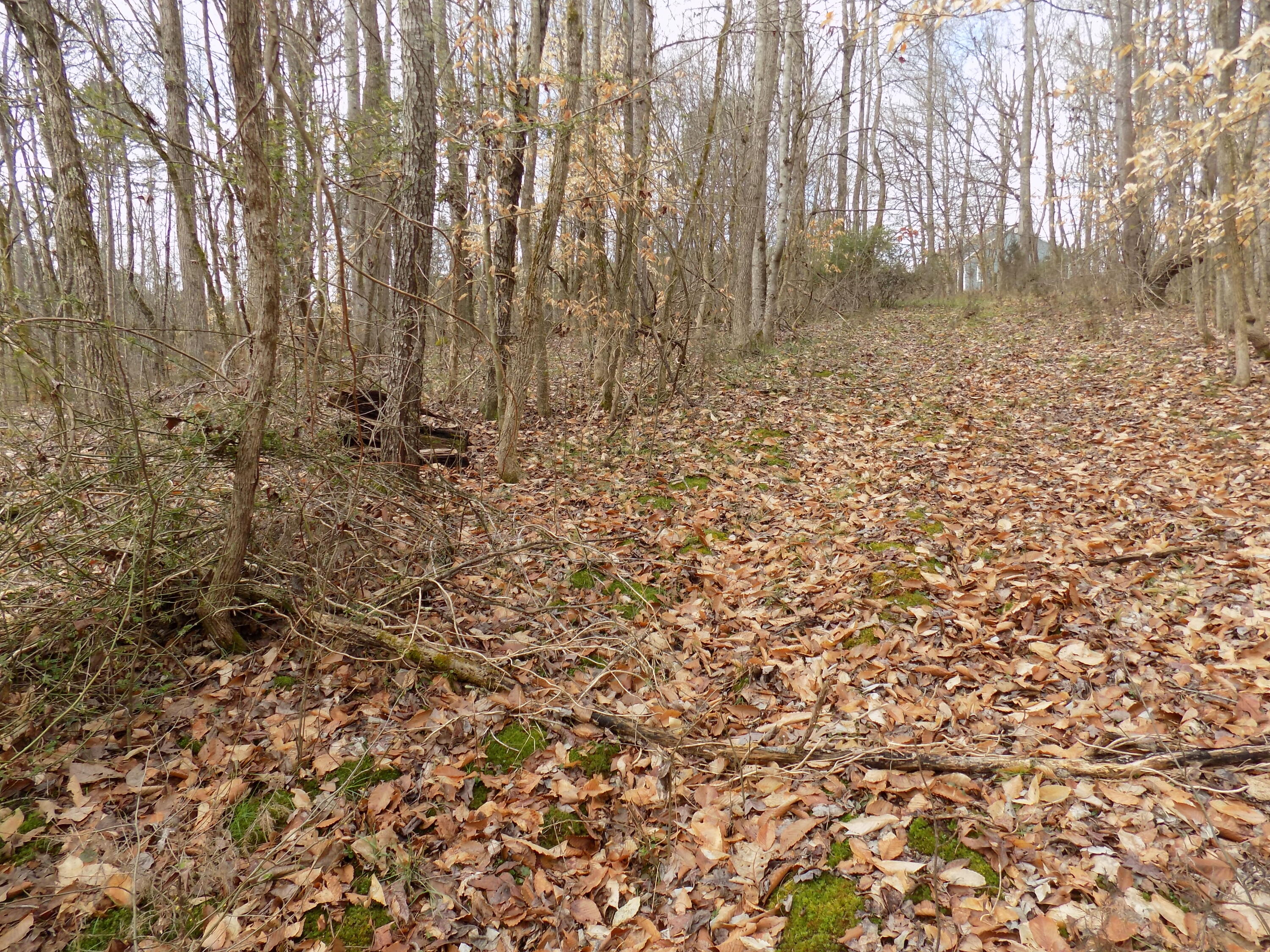 Tbd Beech Grove Road, Unit 5A Bulls Gap, TN 37711 - Photo 19 of 22 DSCN0707