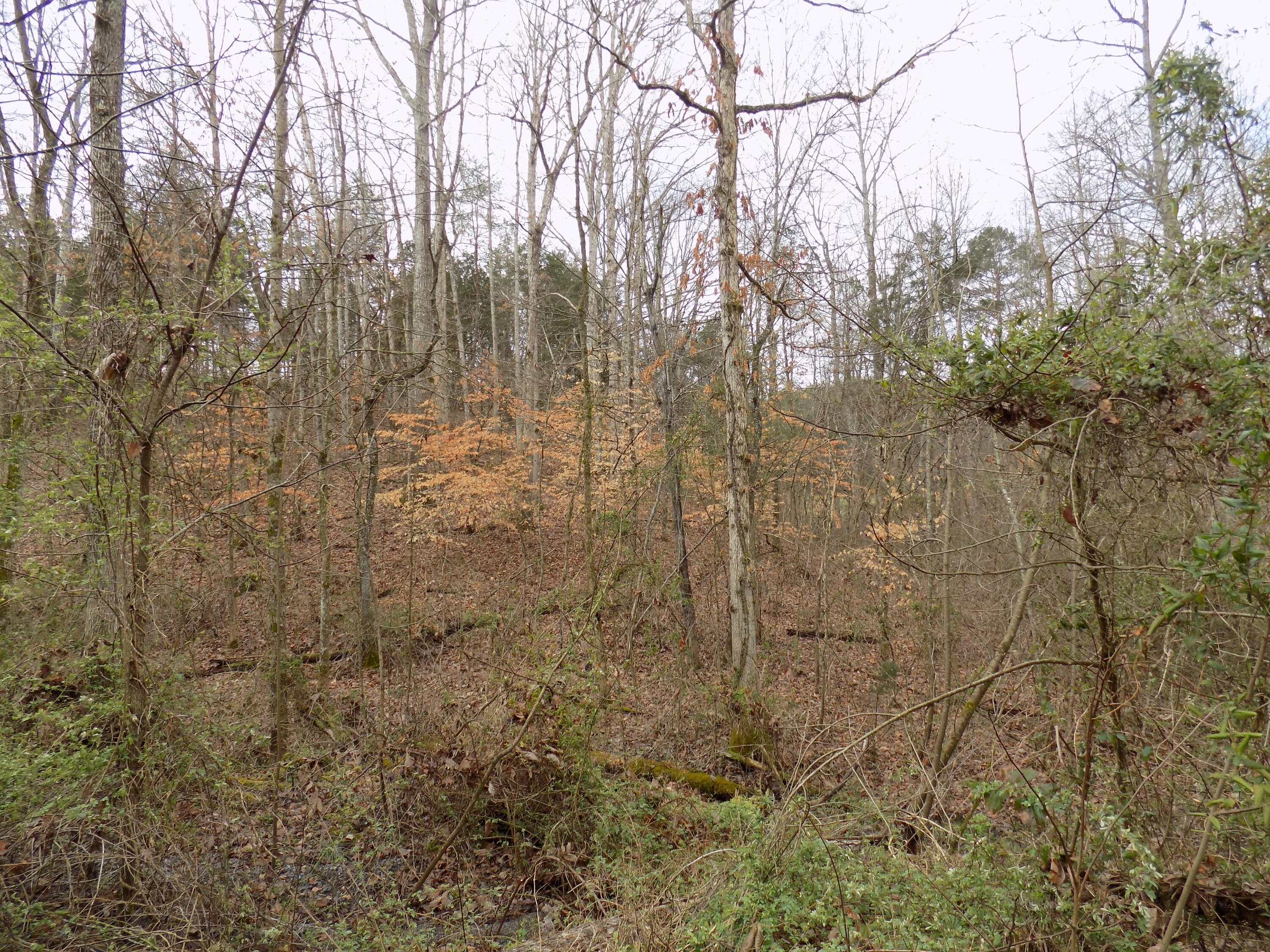 Tbd Beech Grove Road, Unit 5A Bulls Gap, TN 37711 - Photo 3 of 22 DSCN0691