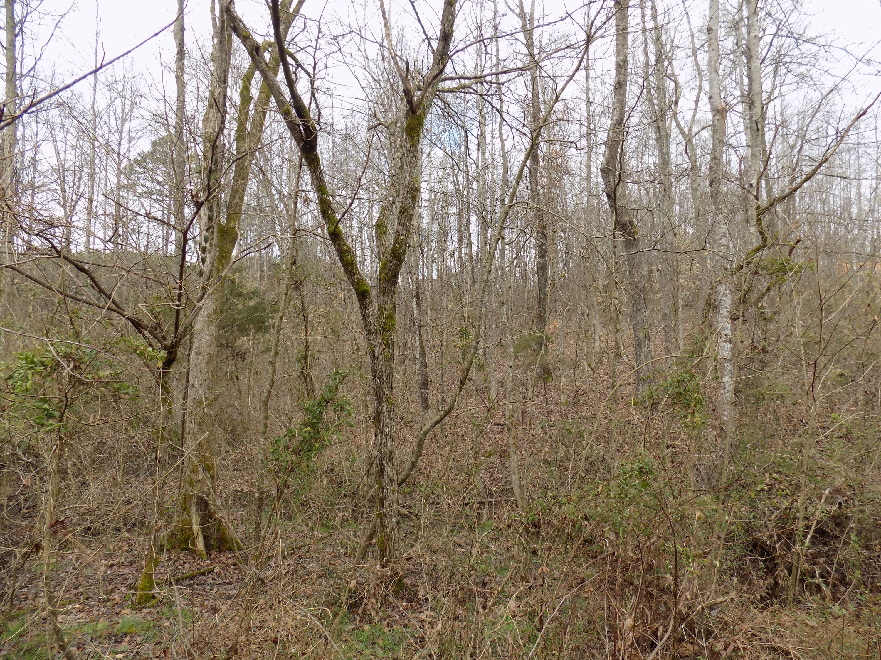 Tbd Beech Grove Road, Unit 5A Bulls Gap, TN 37711 - Photo 4 of 22 DSCN0692