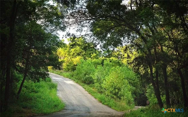 a view of a forest with trees