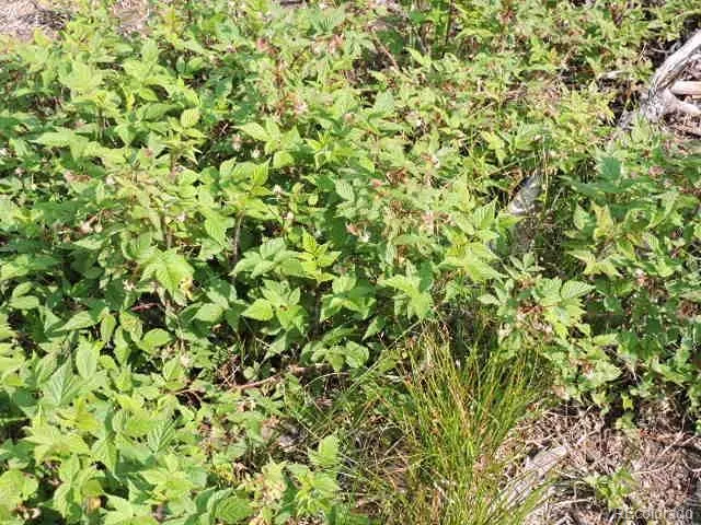 a view of a plant with a plant