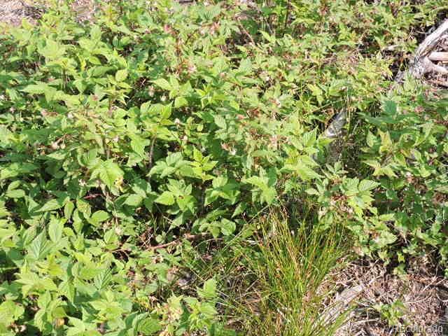 6548 Giesse Road San Luis, CO 81152 - Photo 6 of 45 a view of a plant with a plant