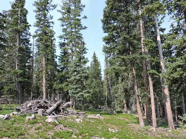 a view of a tree in a yard