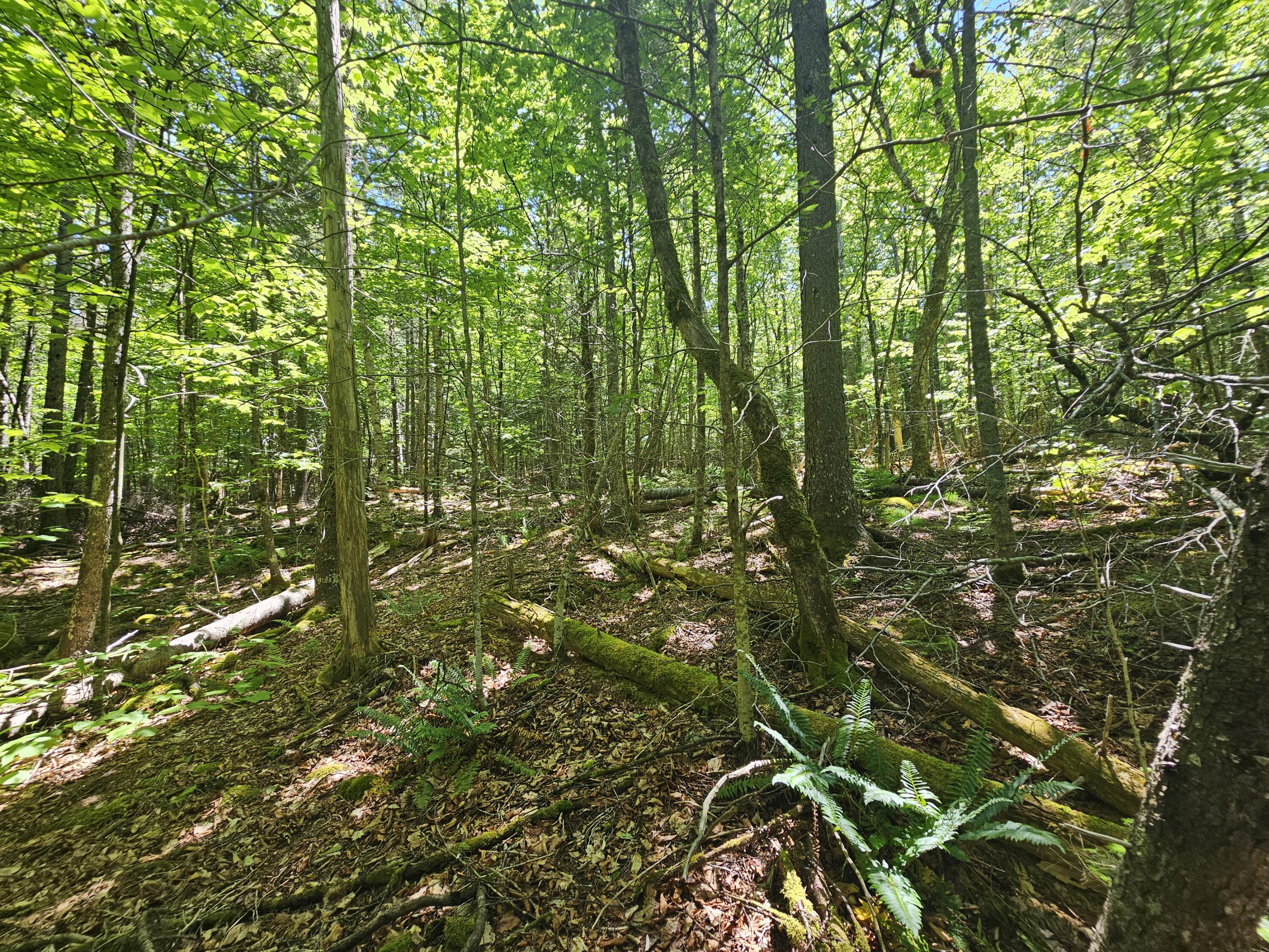 Lot 4 Martins Ridge Road Franklin, ME 04634 - Photo 12 of 16 20260611_134711