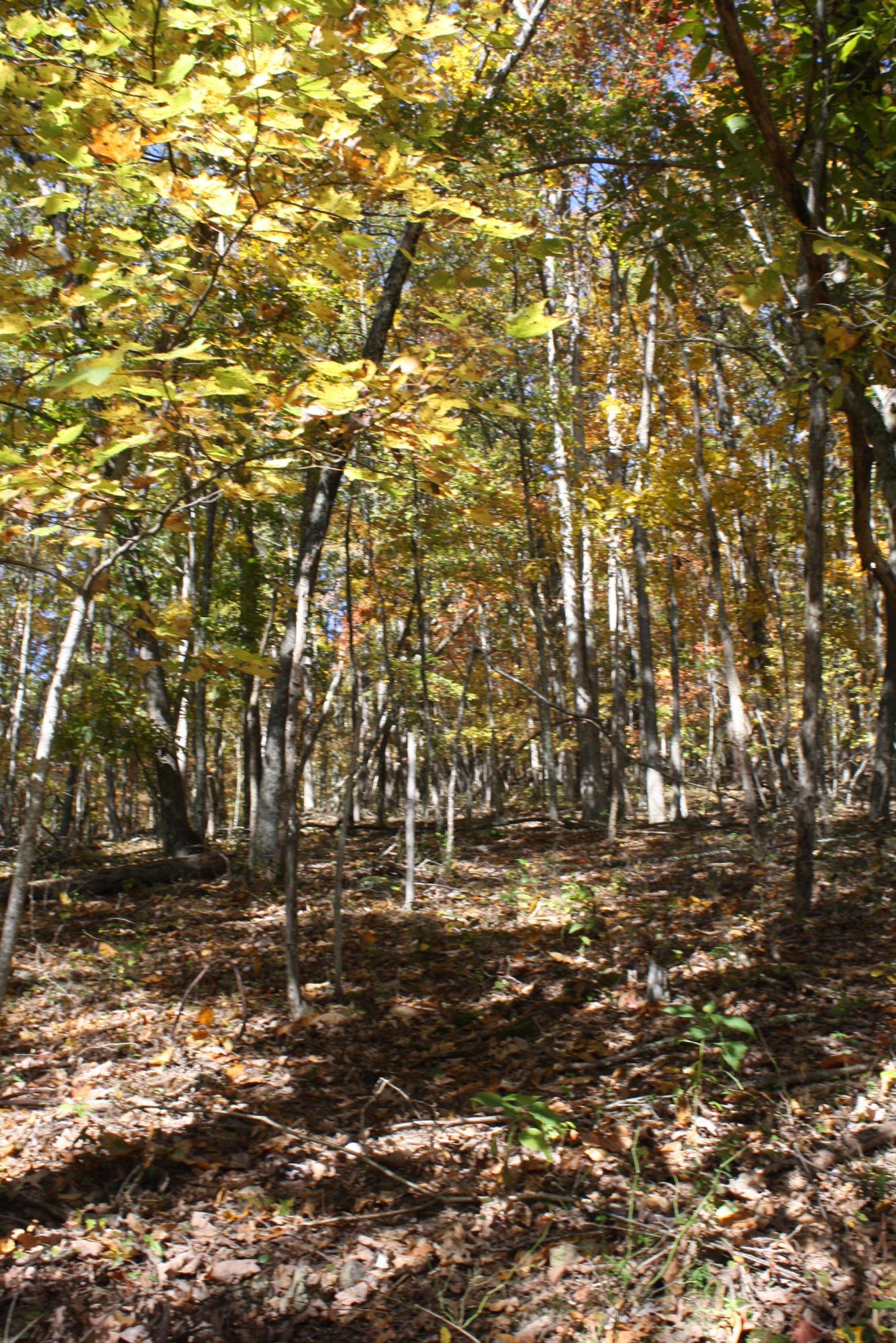 Beech Run Road Jumping Branch, WV 25969 - Photo 21 of 45 Gallery Image 21