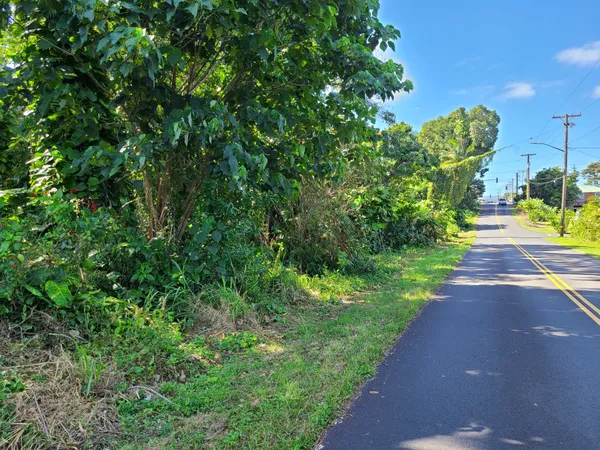 a view of a yard with plants and large trees