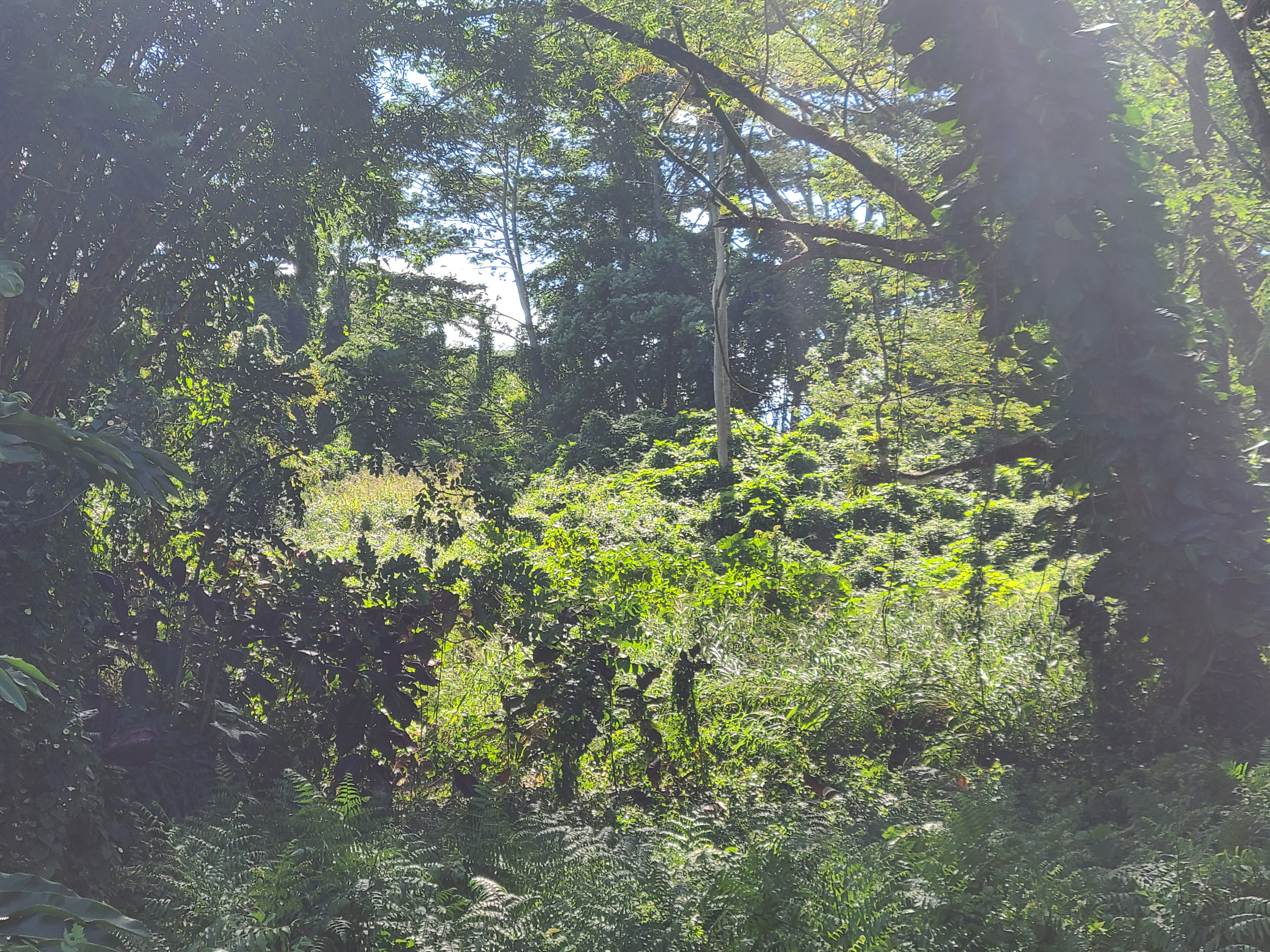 4 Lot Hilo, HI 96720 - Photo 13 of 20 a backyard of a house