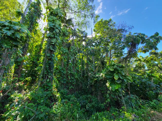 a view of a tree with a plant