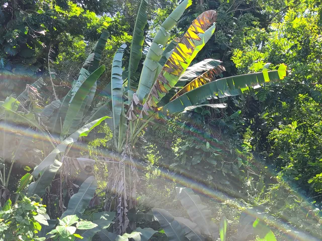 a view of a lush green forest