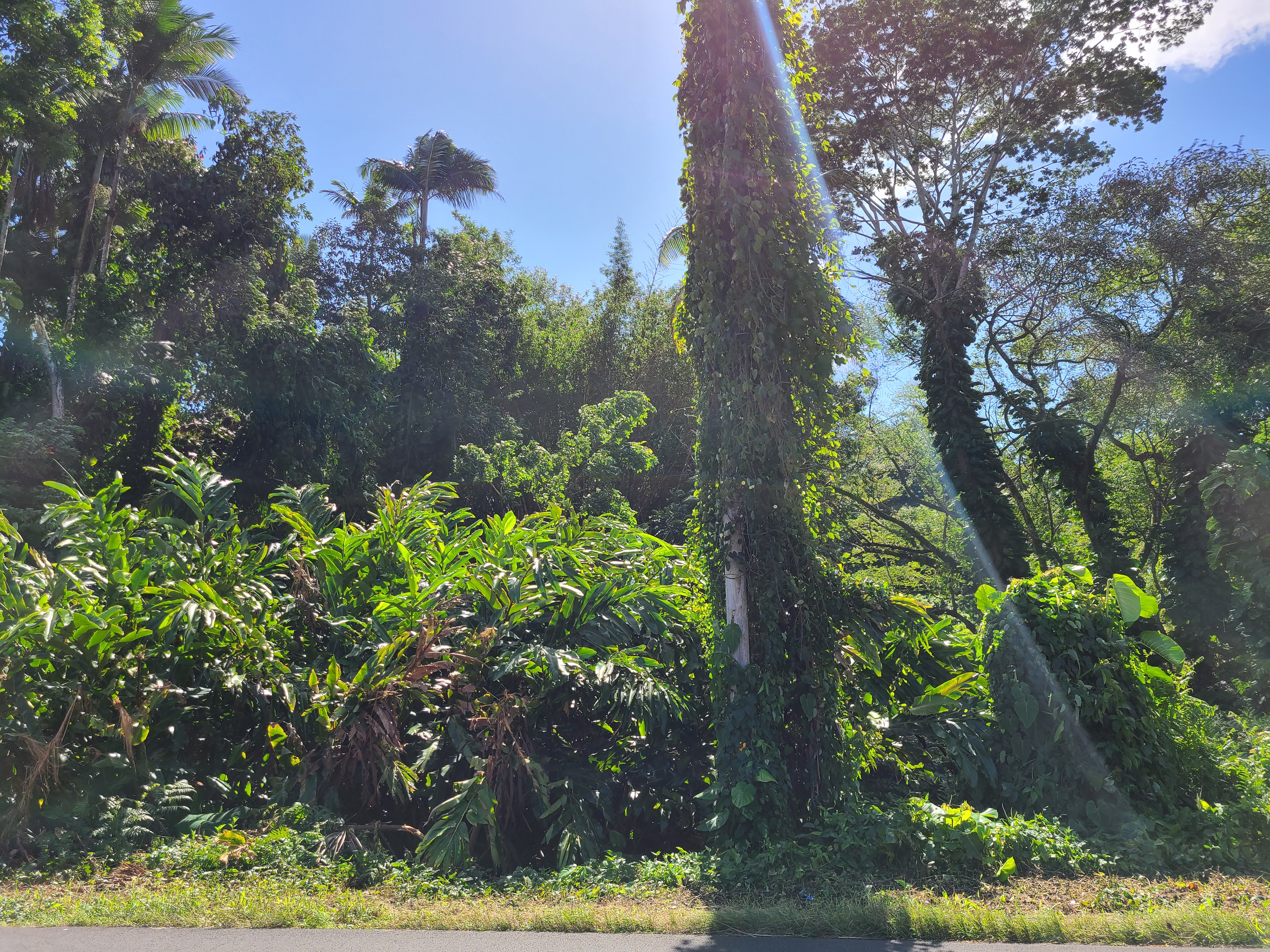 4 Lot Hilo, HI 96720 - Photo 17 of 20 a view of a yard