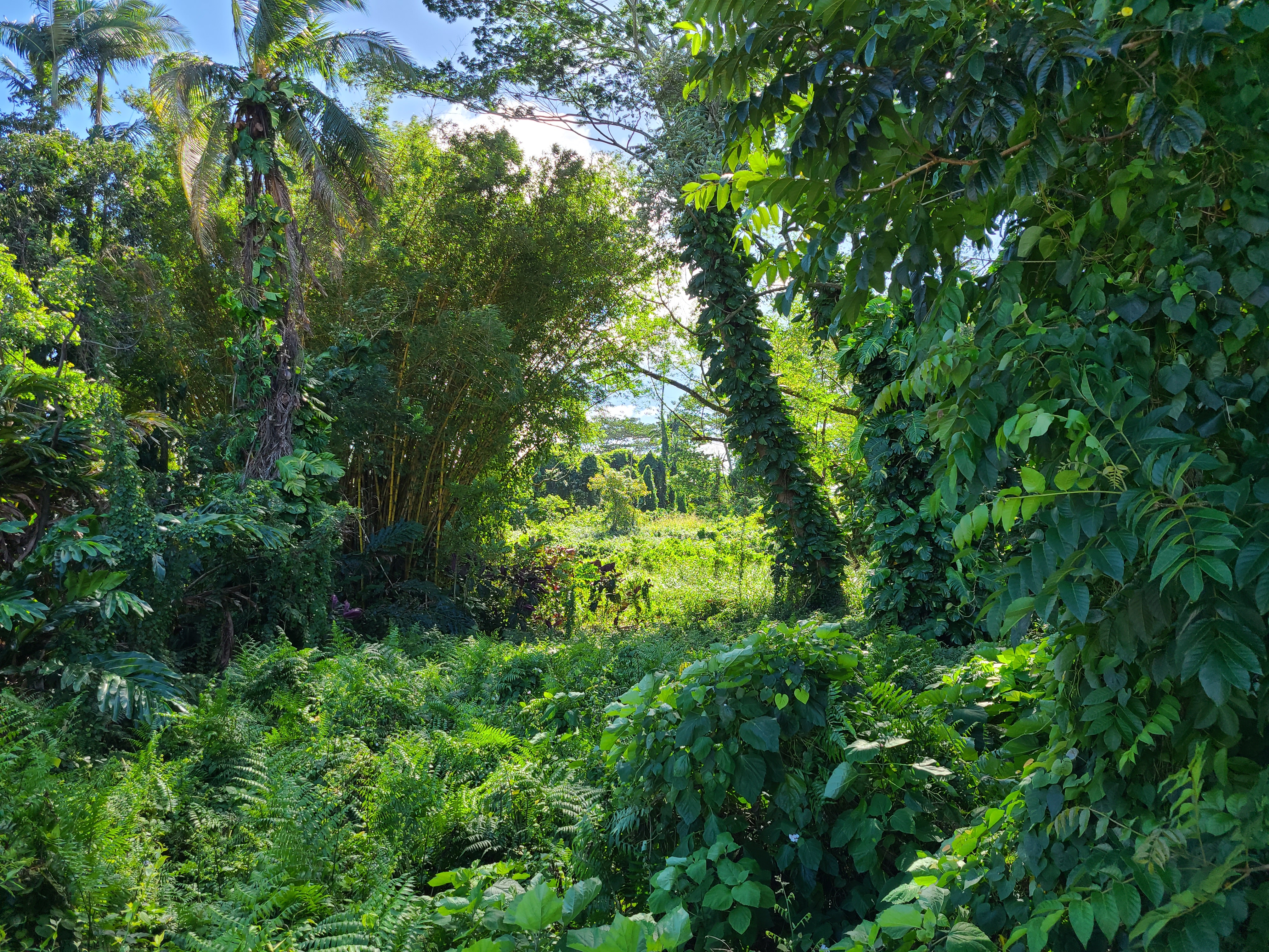 4 Lot Hilo, HI 96720 - Photo 18 of 20 a view of a lush green forest