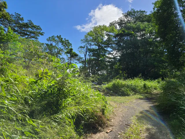 a plant view in yard