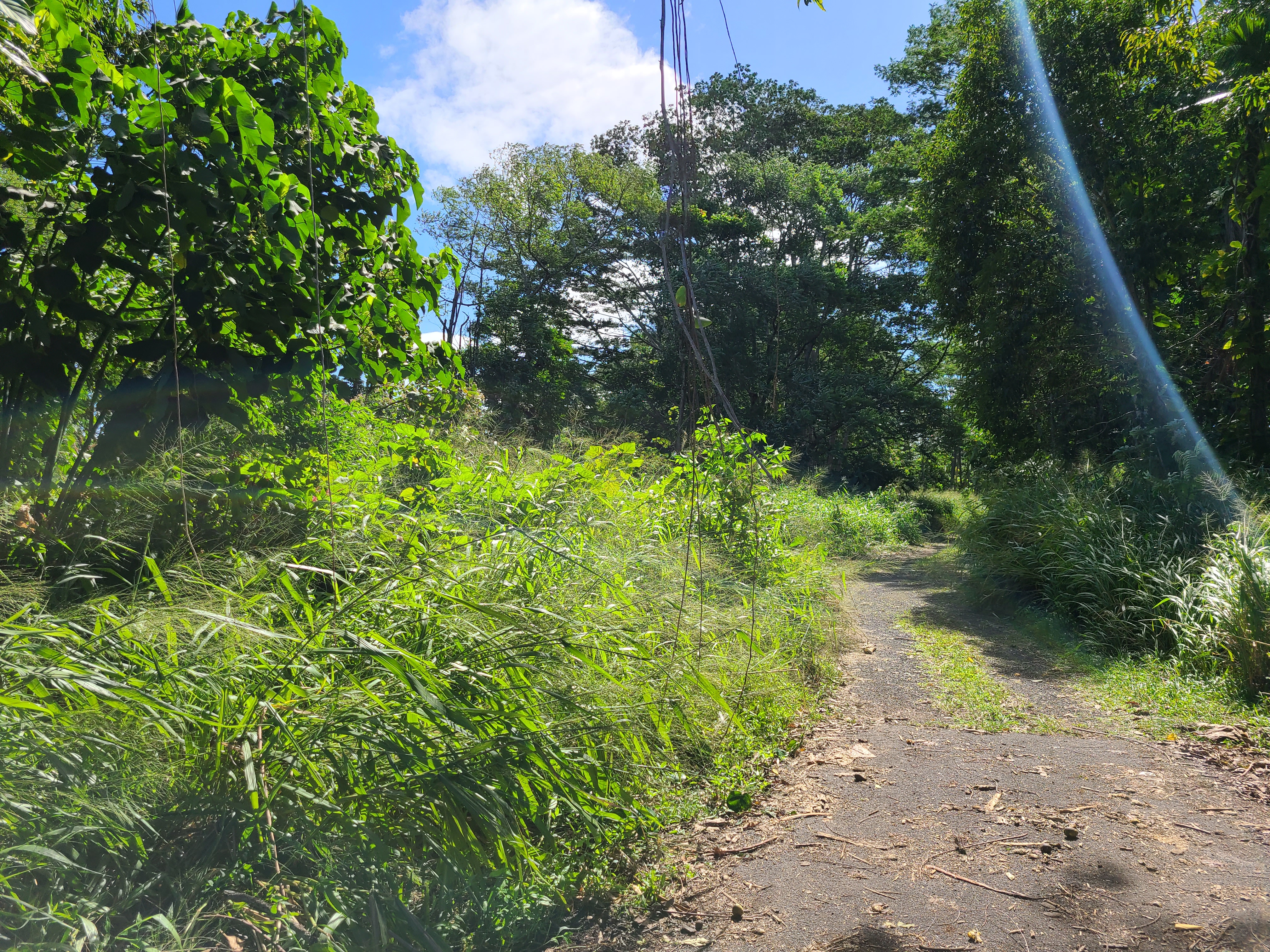 4 Lot Hilo, HI 96720 - Photo 20 of 20 a plant view in yard