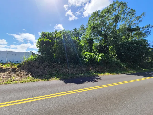 a view of a yard with plants and a large tree