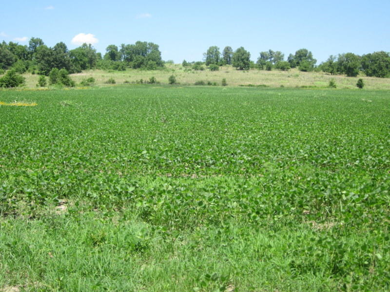 Tbd South 65th Road Aldrich, MO 65601 - Photo 1 of 1 IMG_7423
