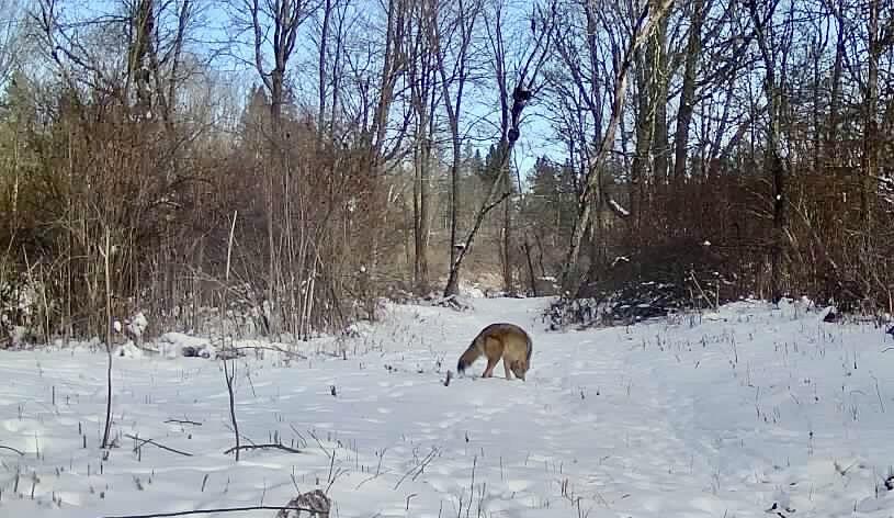 N1742 County Road North Kennan, WI 54537 - Photo 55 of 61 Wildlife