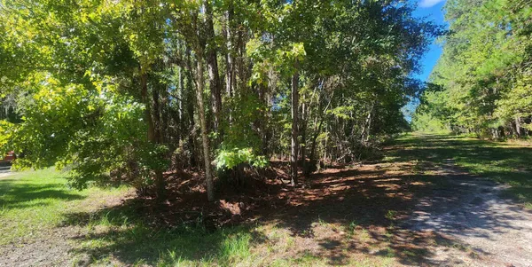 a view of a tree with a yard