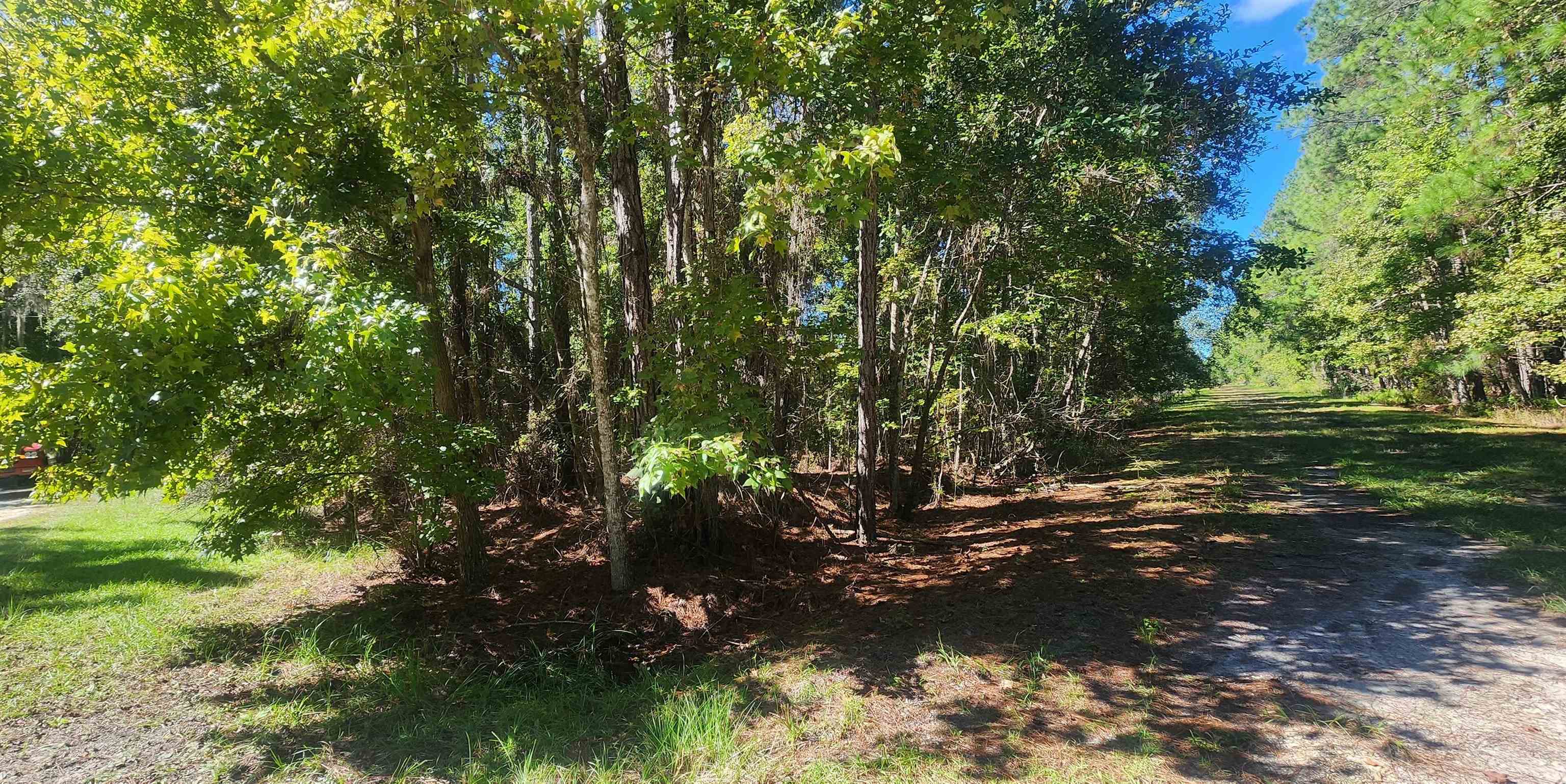 a view of a tree with a yard