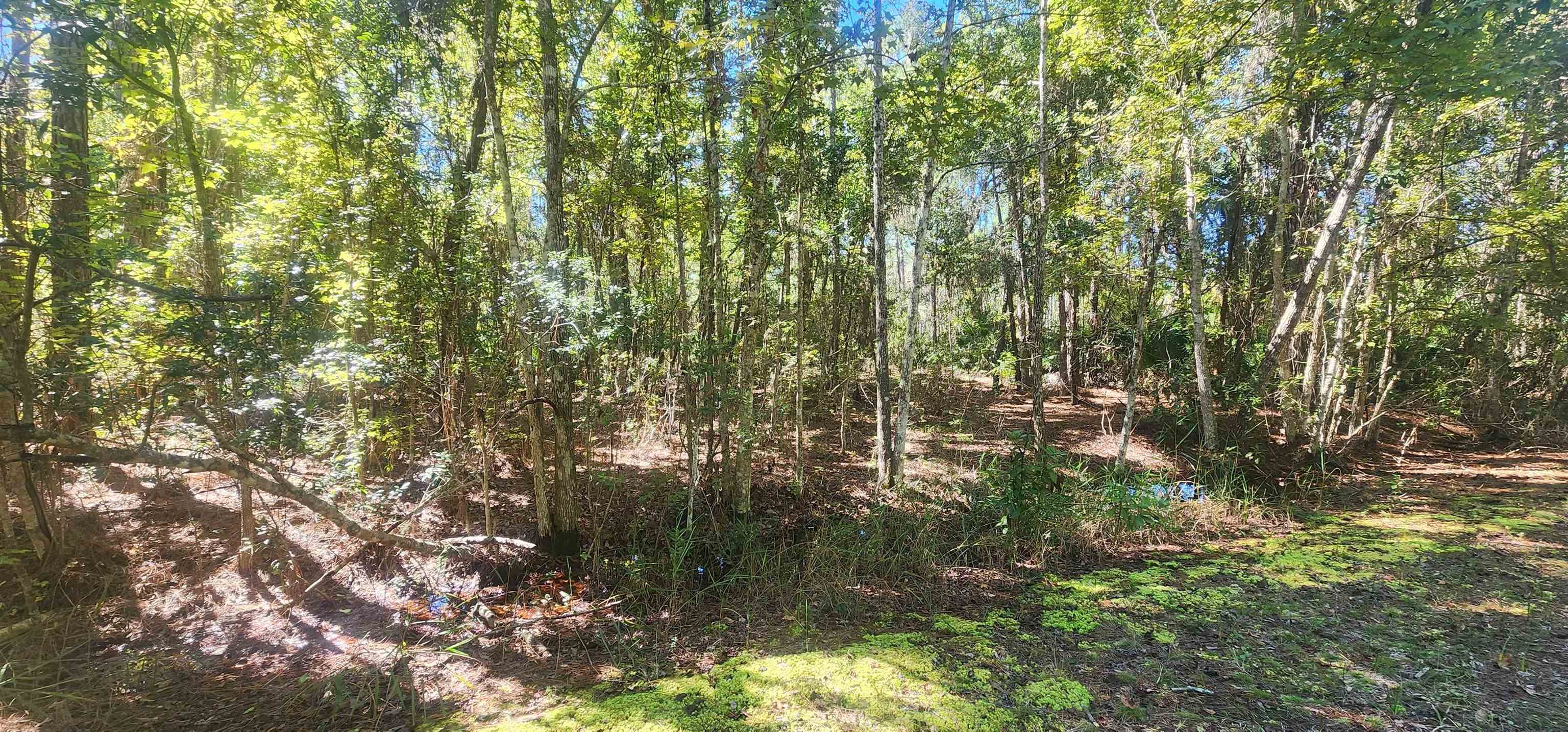 Tbd Helen Avenue Georgetown, FL 32139 - Photo 2 of 8