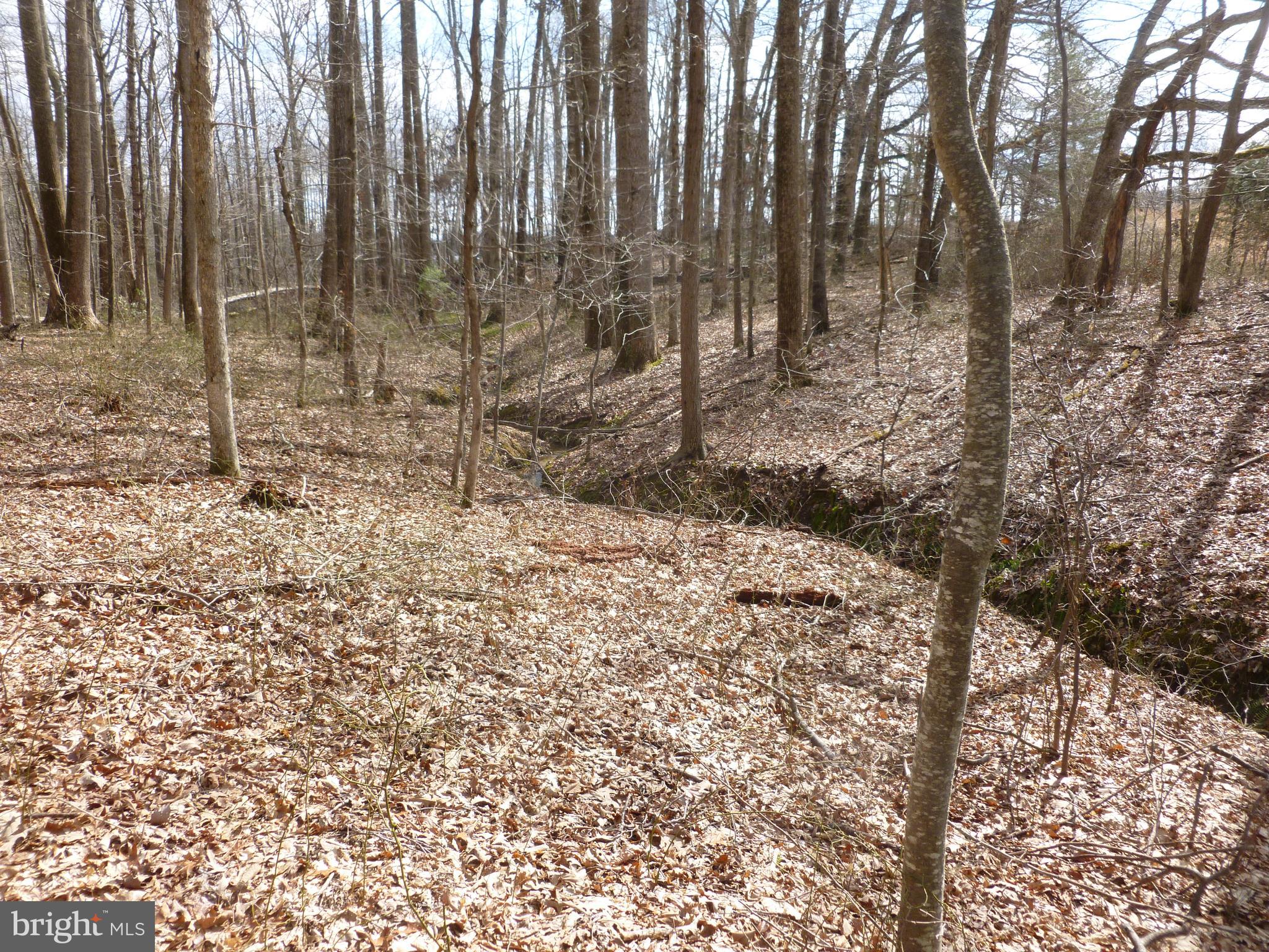 0 Deer Ridge Road Culpeper, VA 22701 - Photo 4 of 10 Interior of lot; spring fed stream