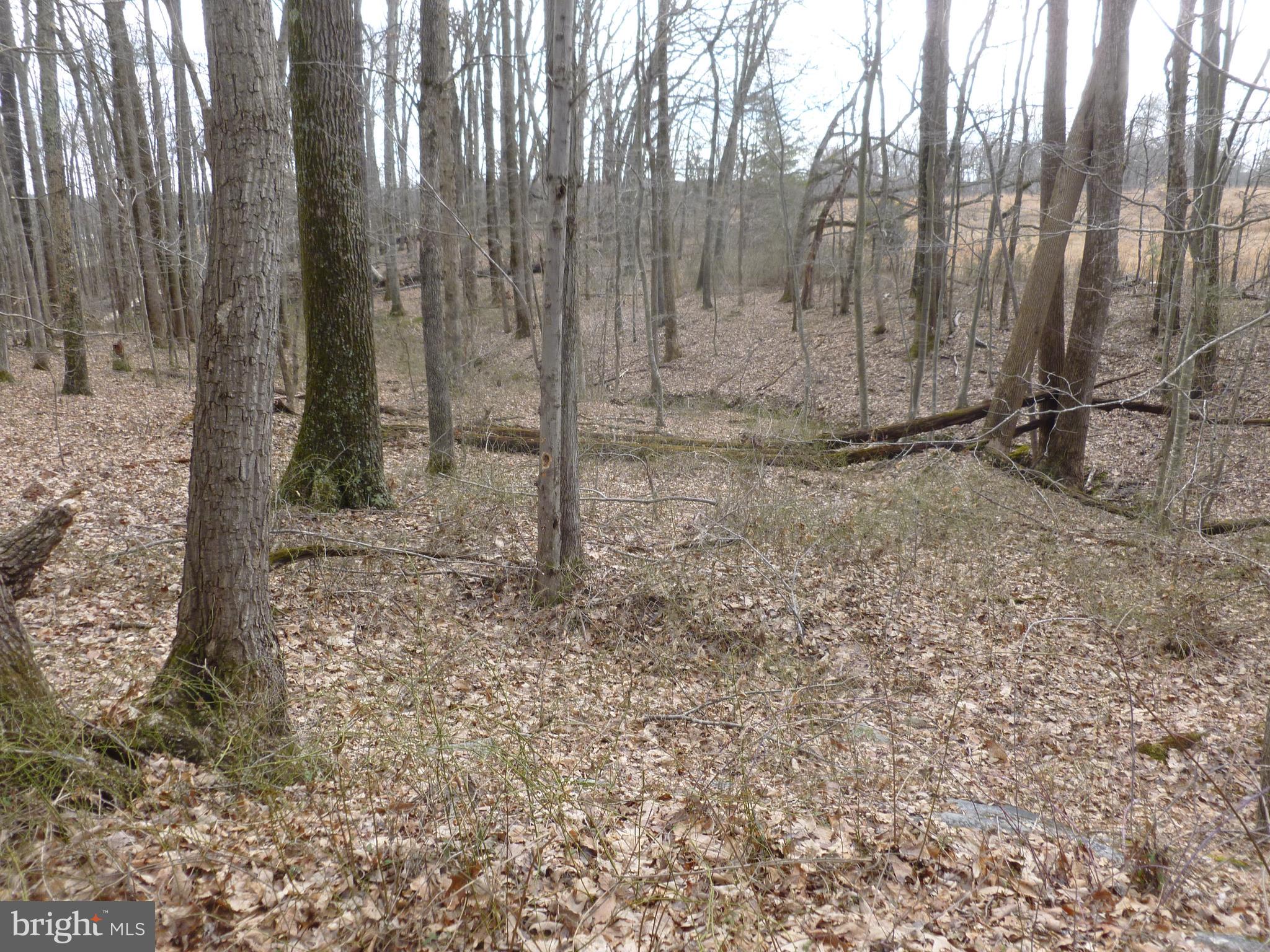 0 Deer Ridge Road Culpeper, VA 22701 - Photo 7 of 10 Mature hardwoods