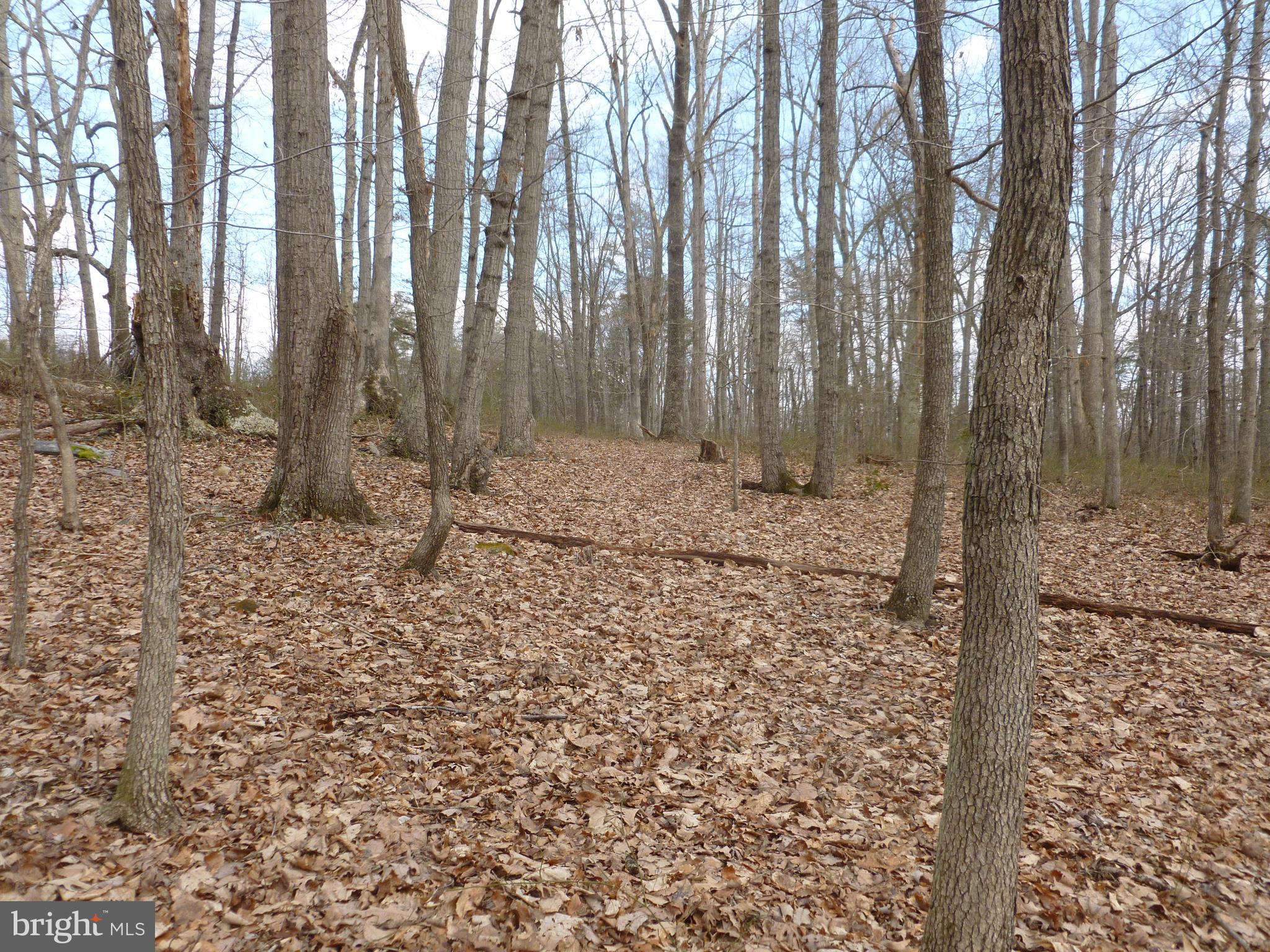 0 Deer Ridge Road Culpeper, VA 22701 - Photo 8 of 10 Mature hardwoods