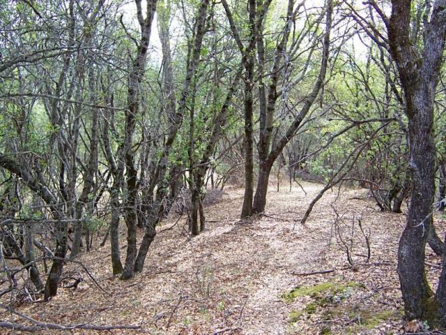 61-acres 61-acres Backbone Ridge Road Bella Vista, CA 96008 - Photo 5 of 9 more property
