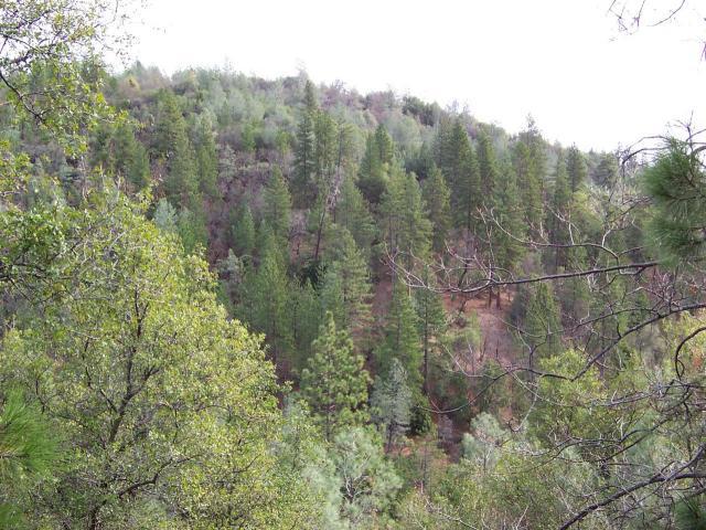 61-acres 61-acres Backbone Ridge Road Bella Vista, CA 96008 - Photo 7 of 9 more of property
